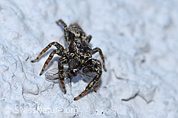 F164800: Spinne