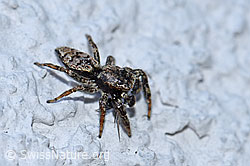 F164804: Spinne
