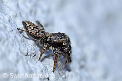 F164806: Spinne