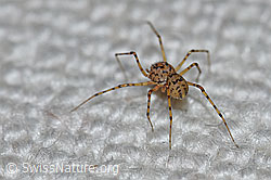Foto: Speispinne