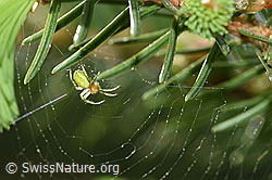 Foto: Kürbisspinne (Araniella cucurbitina) im Radnetz