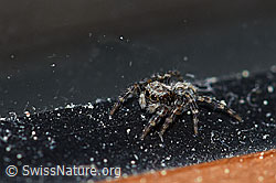 Pseudeuophrys lanigera (26.04.2020, F164934)