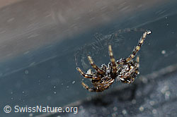 Foto: Pseudeuophrys lanigera
