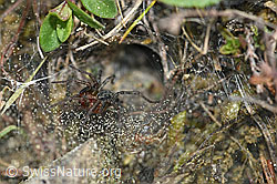 F165324: Labyrinthspinne (Agelena labyrinthica), vor dem Trichter sitzend
