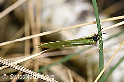 F165472: Zitronenfalter (Gonepteryx rhamni)