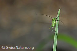 Foto: Grünes Heupferd (Tettigonia viridissima)