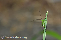Foto: Grünes Heupferd (Tettigonia viridissima)