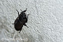 F165481: Balkenschröter (Dorcus parallelipipedus)