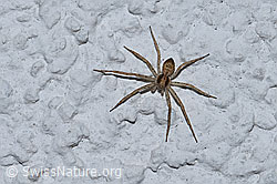 F165487: Spinne