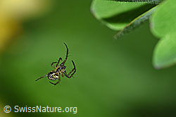 F165579: Sehr kleine Spinne