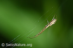 F165583: Bergstreckerspinne (Tetragnatha montana) im Netz