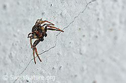 F165592: Unbekannte Spinne