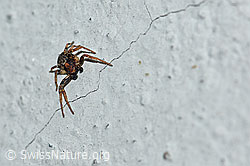 F165594: Unbekannte Spinne