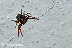 F165595: Unbekannte Spinne