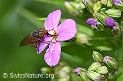 Gemeine Nachtviole (Hesperis matronalis)