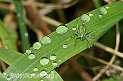 Foto: Grünes Heupferd (Tettigonia viridissima)