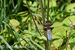 Foto: Plattbauch (Libelle)