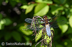 Foto: Plattbauch (Libellula depressa)