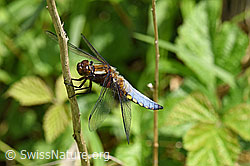 Foto: Plattbauch (Libelle)