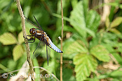 Foto: Plattbauch (Libelle)