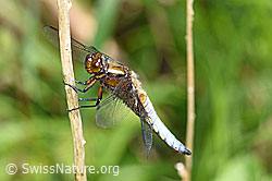 Foto: Plattbauch (Libelle)