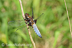 Foto: Plattbauch (Libelle)