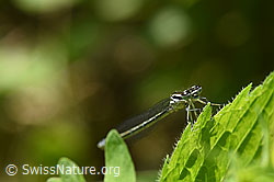 Blaue Federlibelle (Platycnemis pennipes) (16.05.2020, F165645)