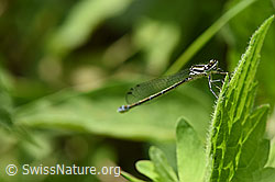Foto: Blaue Federlibelle