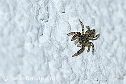F165829: Springspinne