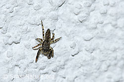 F165830: Springspinne