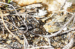 Foto: V-Fleck-Springspinne (Aelurillus v-insignitus)
