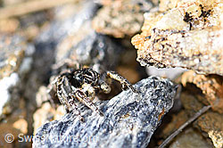 Foto: V-Fleck-Springspinne (Aelurillus v-insignitus)