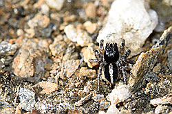 Foto: V-Fleck-Springspinne (Aelurillus v-insignitus)
