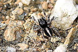 V-Fleck-Springspinne (Aelurillus v-insignitus) (21.05.2020, F165903)