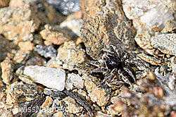 Foto: V-Fleck-Springspinne (Aelurillus v-insignitus)