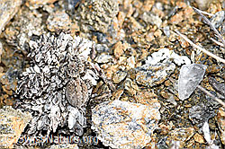 Foto: V-Fleck-Springspinne (Aelurillus v-insignitus)