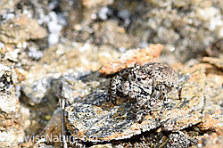 Foto: V-Fleck-Springspinne (Aelurillus v-insignitus)