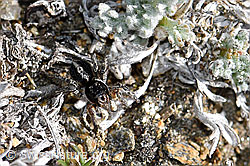 Foto: V-Fleck-Springspinne (Aelurillus v-insignitus), Weibchen
