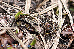 Pardosa monticola (Wolfspinne) (21.05.2020, F165997)