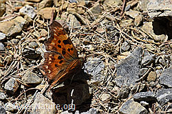 F166094: C-Falter (Polygonia c-album)