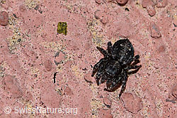 Foto: Sitticus pubescens, Weibchen
