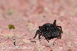 Foto: Sitticus pubescens, Weibchen