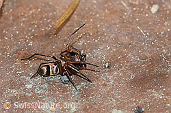F166258: Micaria fulgens (Plattbauchspinne)