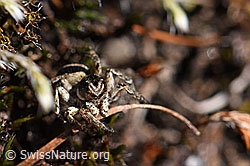 Foto: V-Fleck-Springspinne, Männchen (Aelurillus v-insignitus)