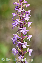 Langspornige Handwurz (Gymnadenia conopsea) (F166308) Langspornige Handwurz (Gymnadenia conopsea) (F166308)
