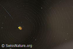 Sehr kleine Spinne im Netz (F166330) Sehr kleine Spinne im Netz (F166330)