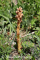 Würger Orobanche elatior (24.05.2020, F166332) Würger Orobanche elatior (24.05.2020, F166332)