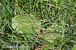 Foto: Grosses Zweiblatt (Listera ovata)