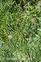 Foto: Grosses Zweiblatt (Listera ovata)