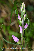 Rotes Waldvöglein (Cephalanthera rubra) (F166389) Rotes Waldvöglein (Cephalanthera rubra) (F166389)